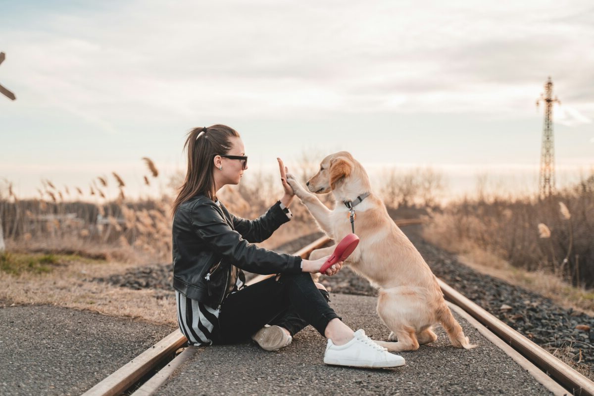 犬と遊ぶ
